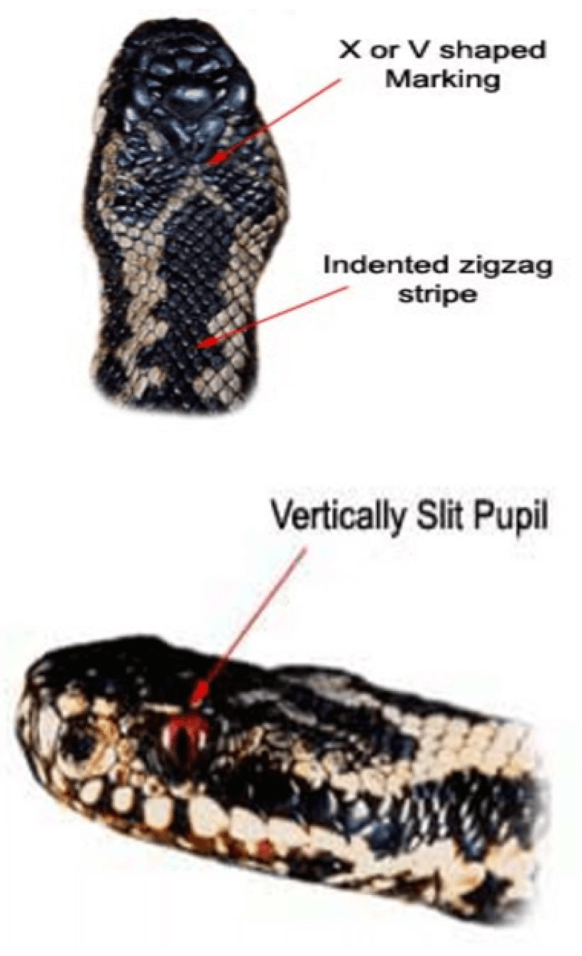 viper picture