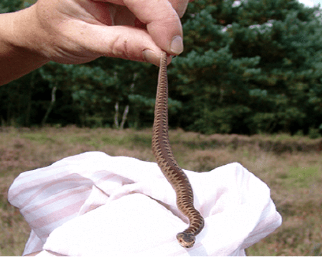 viper picture